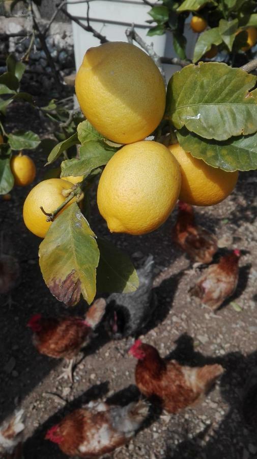 Sa Granja * Artá